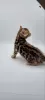 Photo №4. I will sell bengal cat in the city of Alabama Shores. private announcement - price - 300$