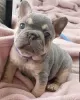 Photo №1. french bulldog - for sale in the city of Bedford | 650$ | Announcement № 87064