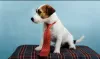 Photo №4. I will sell jack russell terrier in the city of Kaliningrad. breeder - price - 40500305$