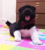 Additional photos: American Akita Puppies