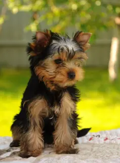 Additional photos: Yorkshire terrier boys for sale!