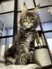 Photo №3. Healthy and socialized Maine coon kitten available now for sale. Germany