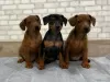 Photo №1. miniature pinscher - for sale in the city of Oklahoma City | negotiated | Announcement № 126300