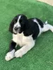 Photo №1. english springer spaniel - for sale in the city of Plovdiv | 1585$ | Announcement № 121742