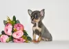 Photo №4. I will sell chihuahua in the city of Москва. from nursery, breeder - price - 1656$