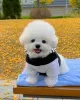 Photo №2 to announcement № 129019 for the sale of bichon frise - buy in Czech Republic 