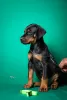 Additional photos: Doberman puppies