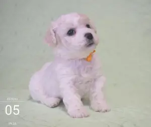 Photo №2 to announcement № 2264 for the sale of bichon frise - buy in Russian Federation private announcement, from nursery, breeder