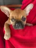 Photo №4. I will sell french bulldog in the city of Zrenjanin.  - price - negotiated