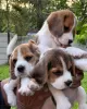 Photo №1. beagle - for sale in the city of Москва | 687$ | Announcement № 50218