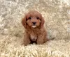 Photo №3. Potty trained Cavapoo puppies for sale. Germany