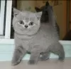 Photo №1. british shorthair - for sale in the city of Tbilisi | 264$ | Announcement № 98358