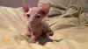 Photo №1. sphynx cat - for sale in the city of Houston | negotiated | Announcement № 67537