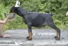 Additional photos: Doberman puppies from a lovely couple