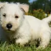 Photo №3. Scottish Terrier Puppies. Poland