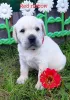 Photo №1. labrador retriever - for sale in the city of Syktyvkar | 476$ | Announcement № 7521