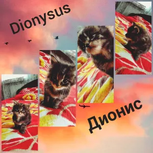 Photo №1. maine coon - for sale in the city of Orsha | negotiated | Announcement № 6448