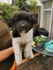 Photo №1. akita - for sale in the city of Helsinki | 565$ | Announcement № 129756