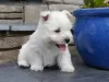 Photo №2 to announcement № 36074 for the sale of west highland white terrier - buy in Lithuania private announcement