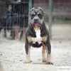 Photo №3. American bully boy. Russian Federation