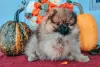 Photo №1. pomeranian - for sale in the city of Батуми | 800$ | Announcement № 27529