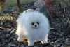 Additional photos: White and cream puppies LULU Pomeranian