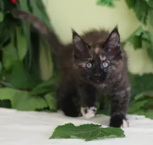 Photo №3. Maine Coon kitten. Ukraine