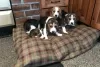 Photo №3. Purebred Beagle puppies now available. Germany