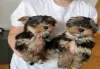 Photo №1. yorkshire terrier - for sale in the city of Munich | negotiated | Announcement № 32239