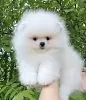 Additional photos: Pomeranian Spitz puppies