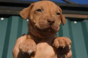 Additional photos: Pit bull kennel LOVELY HEARTS, puppies