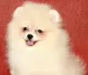 Photo №1. pomeranian - for sale in the city of White church | 302$ | Announcement № 8921