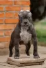 Photo №4. I will sell american bully in the city of Krasnodar. breeder - price - negotiated