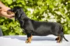 Additional photos: Standard dachshund puppies