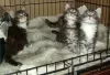 Photo №1. maine coon - for sale in the city of Тюрнхаут | Is free | Announcement № 118049