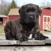 Photo №1. american mastiff - for sale in the city of Los Angeles | negotiated | Announcement № 105971