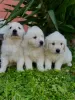 Additional photos: Golden retriever puppies