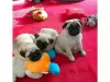 Photo №3. Pug Puppies Available for Sale. Germany