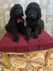 Photo №1. poodle (royal) - for sale in the city of Velingrad | 845$ | Announcement № 84927