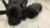 Additional photos: French Bulldog FCI