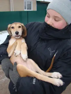 Additional photos: Chic Saluki Girl