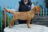 Additional photos: Dogue de bordeaux puppy