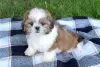 Photo №2 to announcement № 123664 for the sale of shih tzu - buy in Germany private announcement