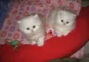 Photo №1. persian cat - for sale in the city of Aubange | Is free | Announcement № 128206