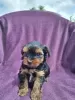 Photo №3. Yorkshire Terrier puppies. Serbia