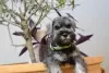 Photo №4. I will sell standard schnauzer in the city of Nova Pazova.  - price - negotiated