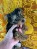 Photo №2 to announcement № 74203 for the sale of yorkshire terrier - buy in Germany private announcement