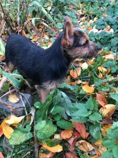 Additional photos: Norwich Terrier. Puppies