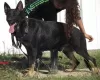 Photo №3. Young german shepherd dogs. France