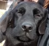 Photo №1. labrador retriever - for sale in the city of Труновское | 800$ | Announcement № 37177